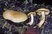 Tricholomopsis thompsoniana